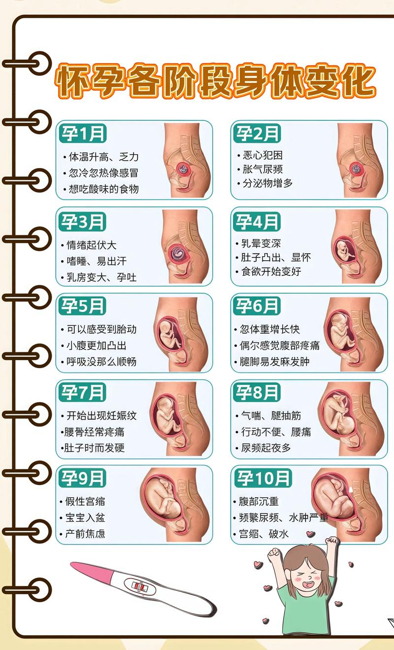揭秘供卵代孕妈妈怀孕小腹分两节，孕期变化的奥秘陇南代生机构: